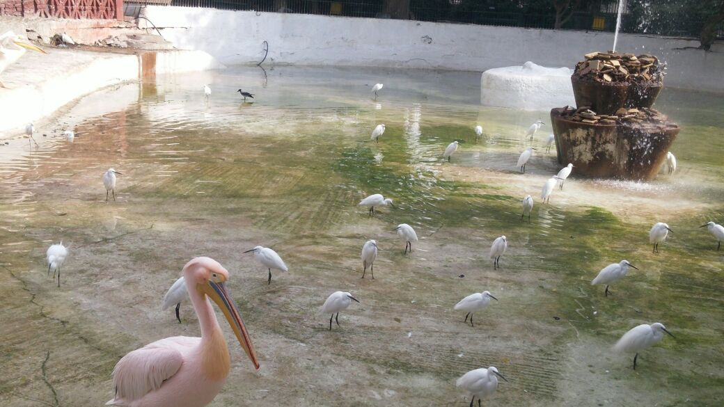 Egypt - In the zoo 