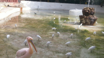 Egypt - In the zoo 
