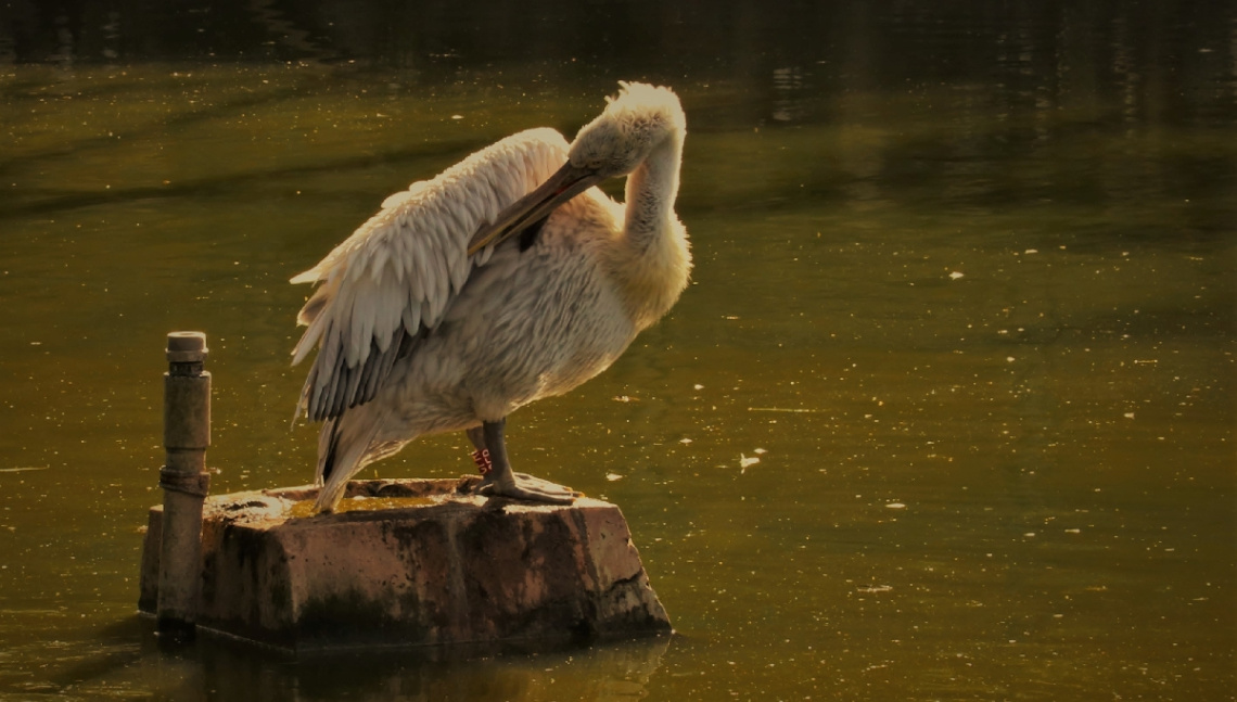 Dalmatian Pelican