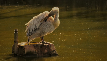 Dalmatian Pelican