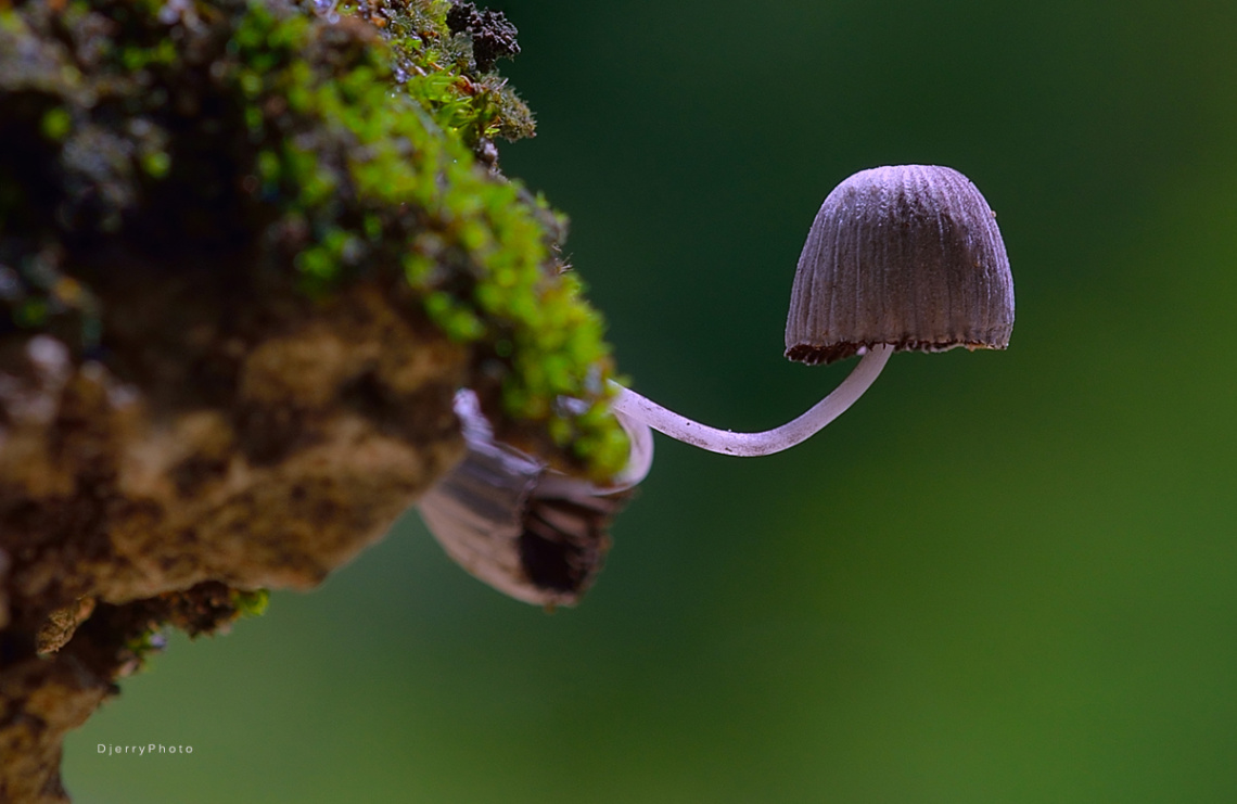 Mushroom #2