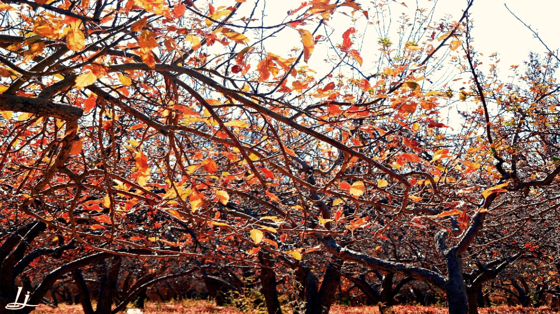 Colours of the Season....