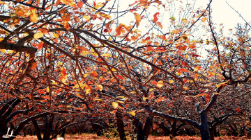 Colours of the Season....