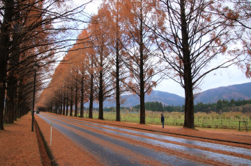 avenue