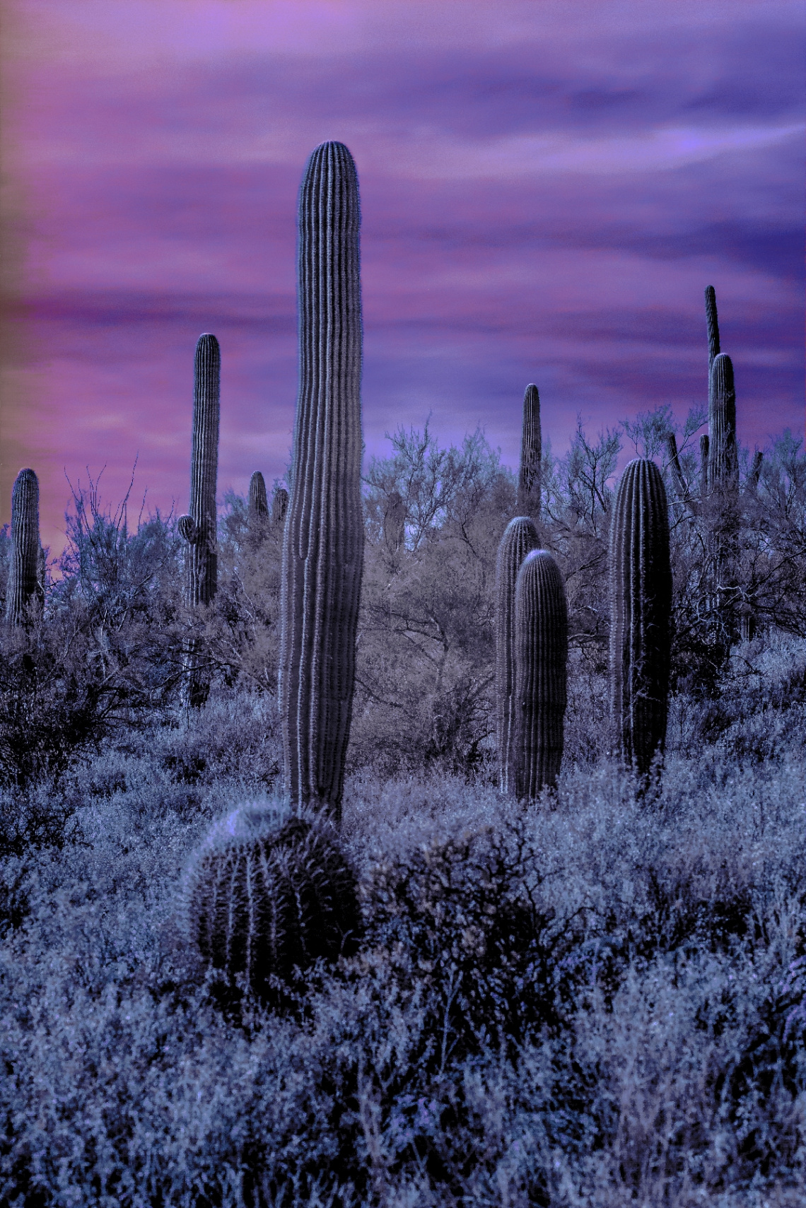 Infrared Sonoran Saguaro Cactus