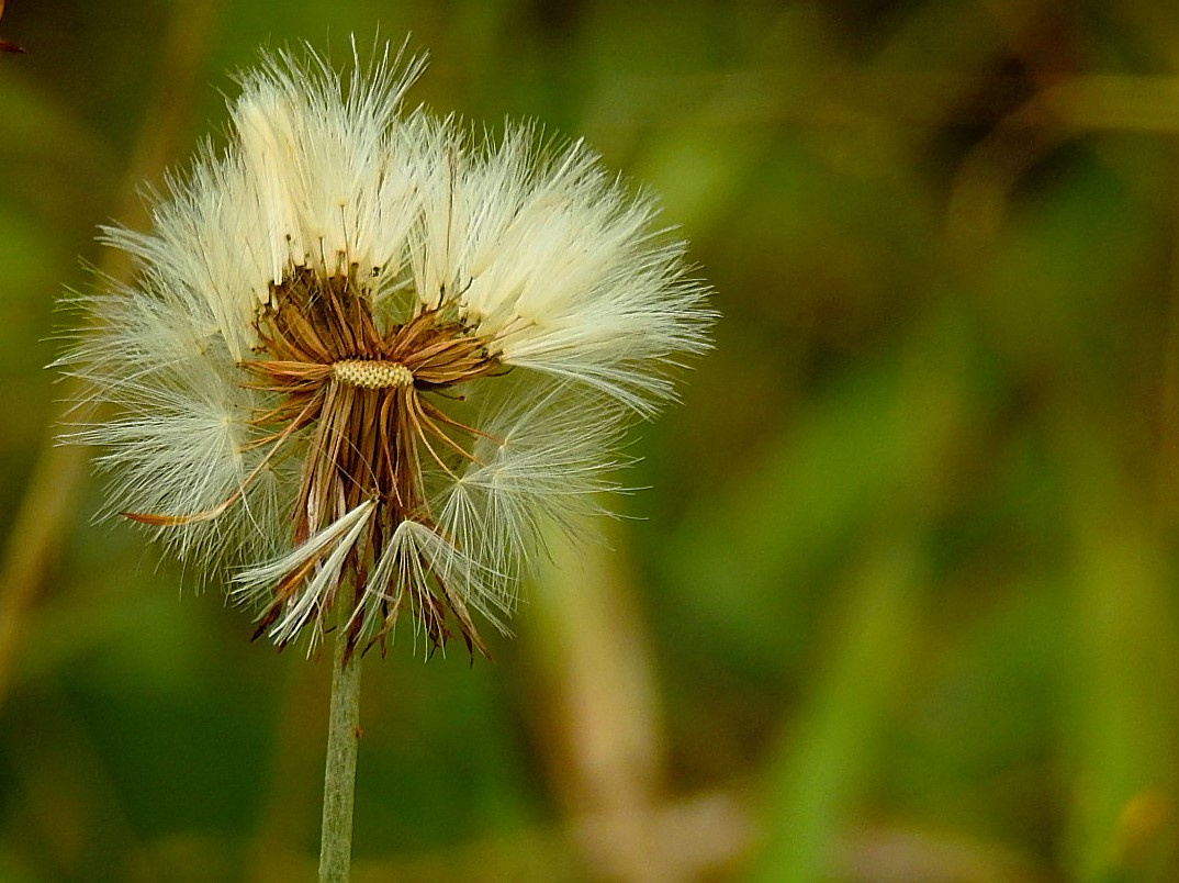 Dandelion