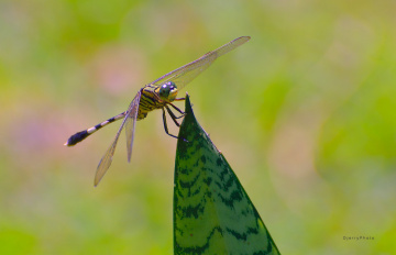 Dragonfly