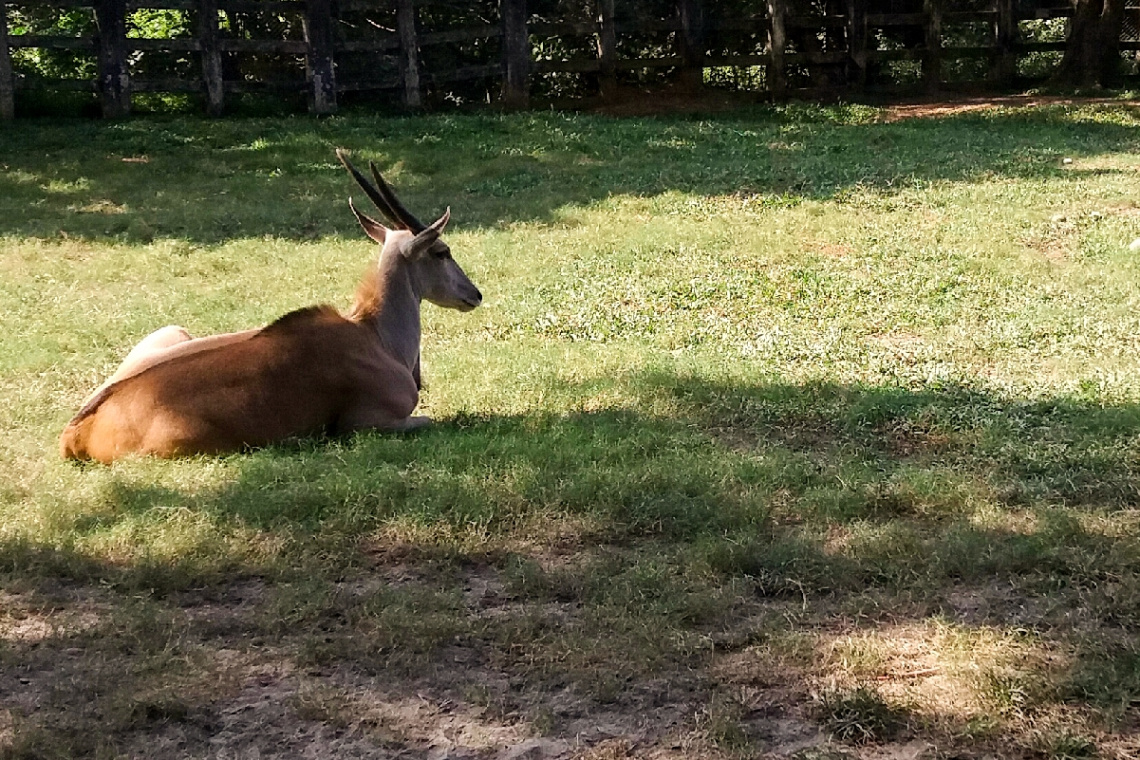 Common Eland
