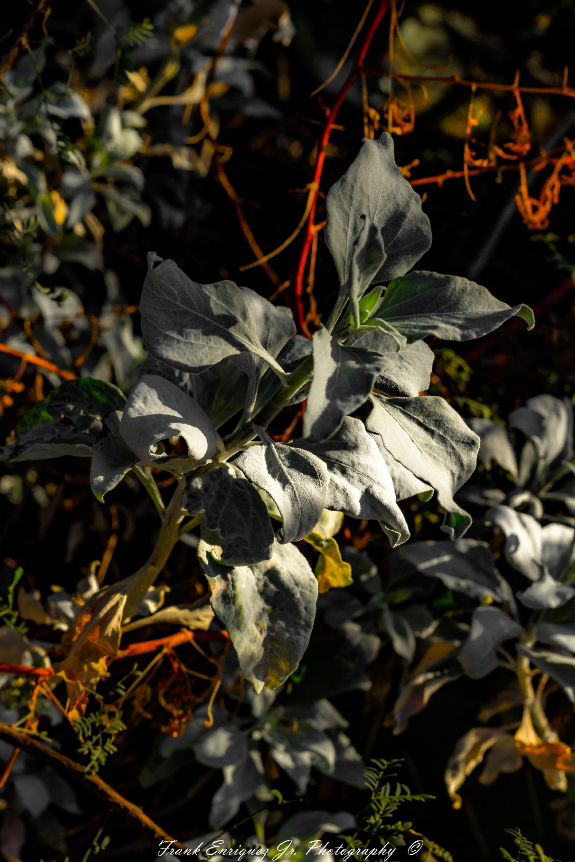 White Sonoran Desert Plant