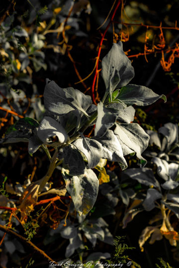 White Sonoran Desert Plant