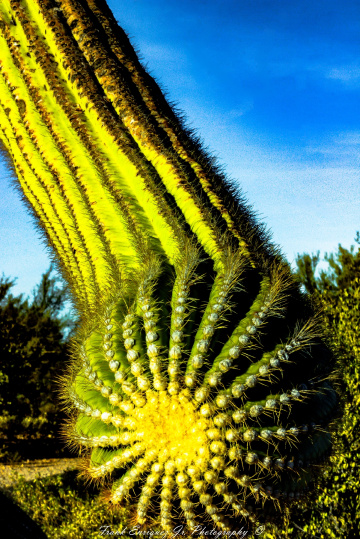 SONORAN DESERT SAGUARO CACTUS