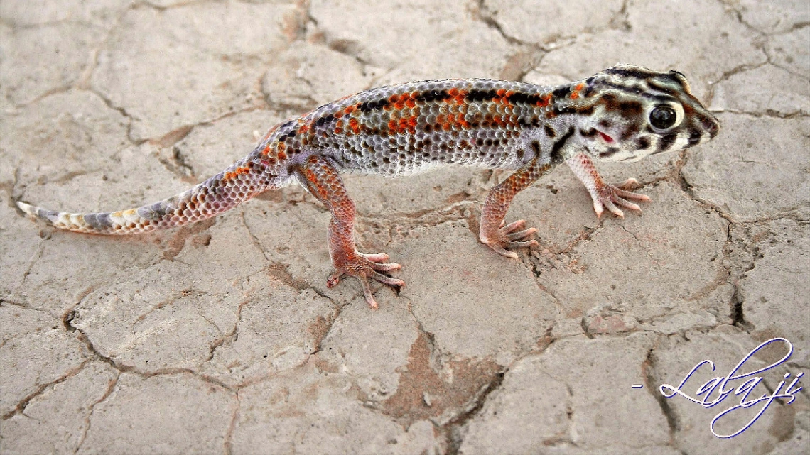 A Geko...