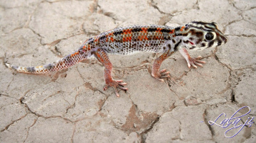 A Geko...