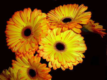 BLÜTEN **