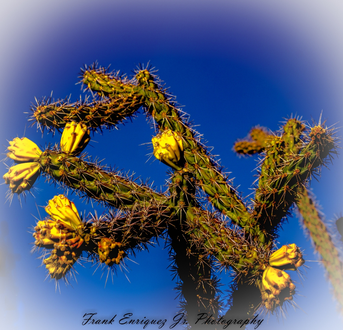 SONORAN DESERT BEAUTY    12/16