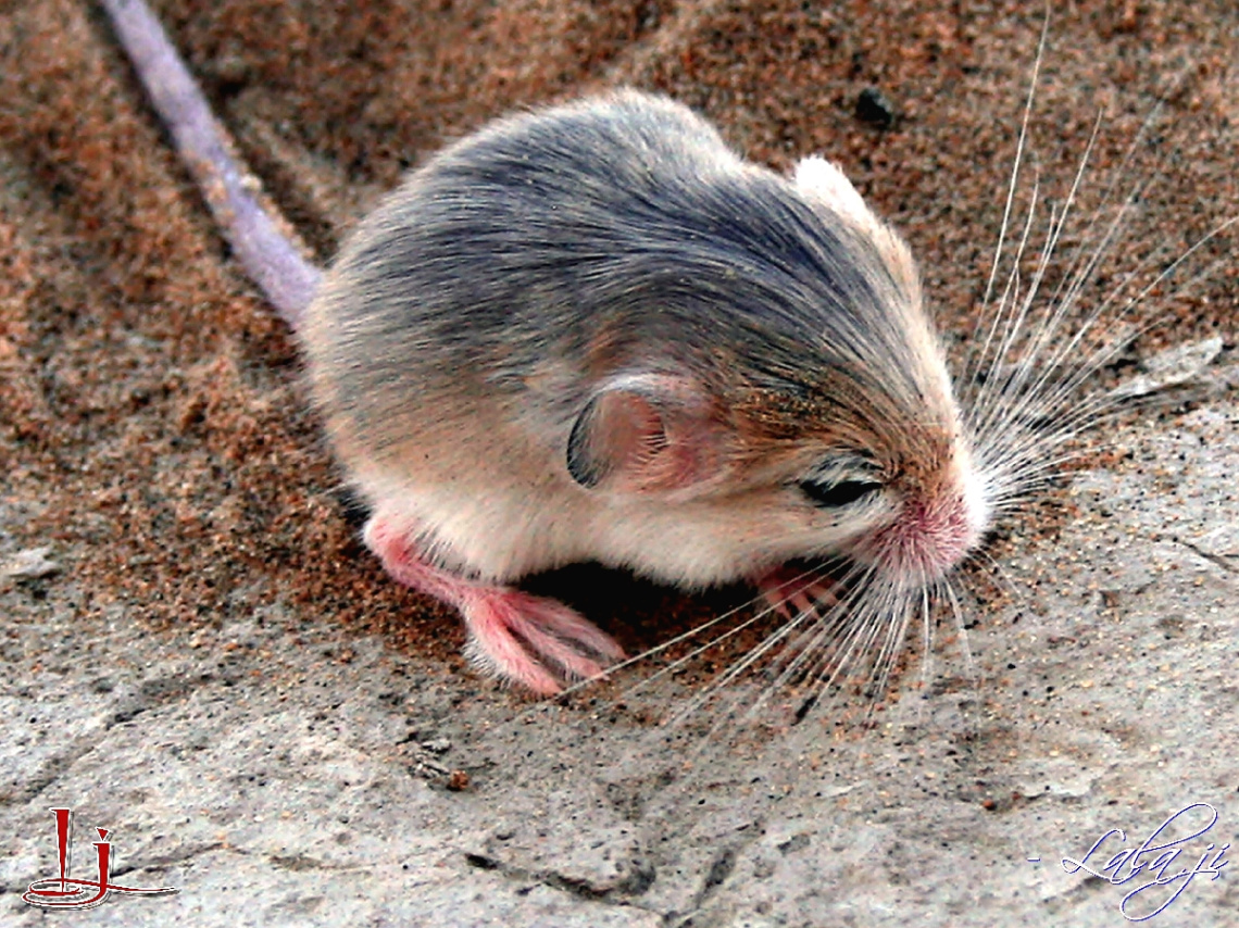 Pygmy Jerboa