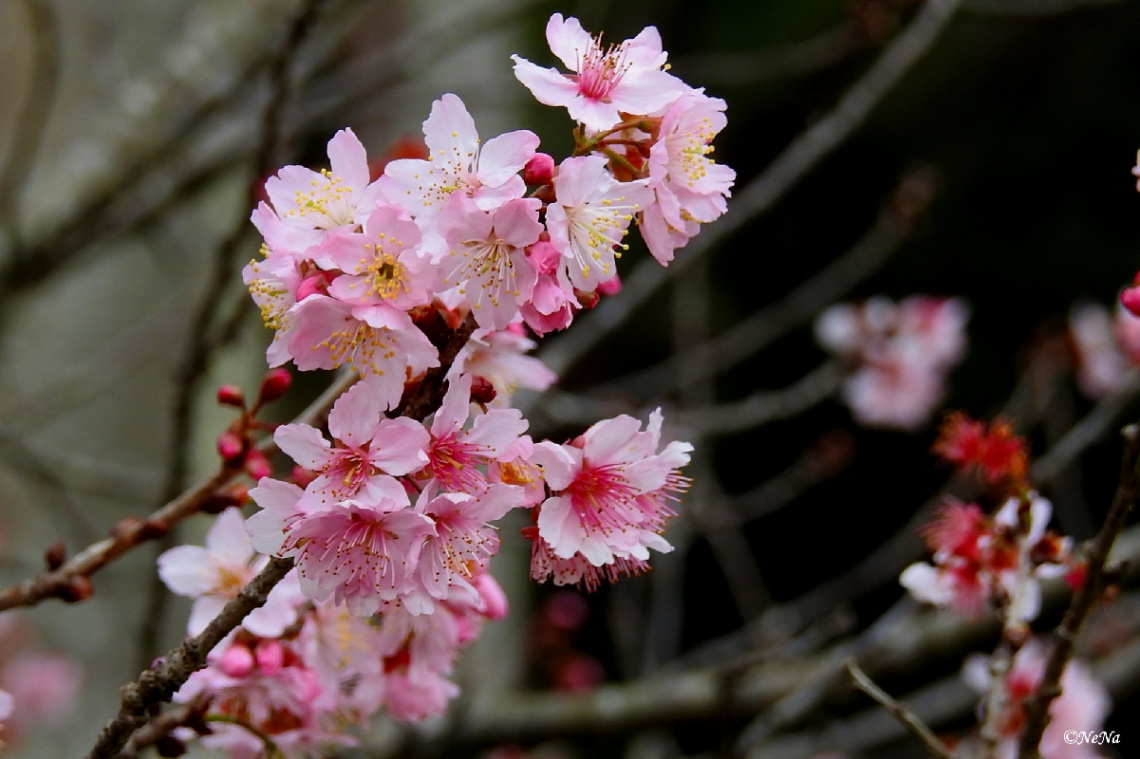 Cherry Blossom