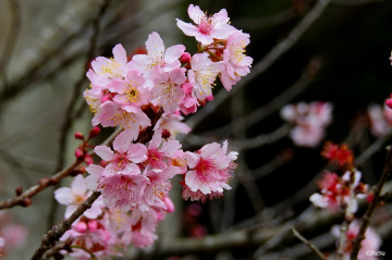 Cherry Blossom