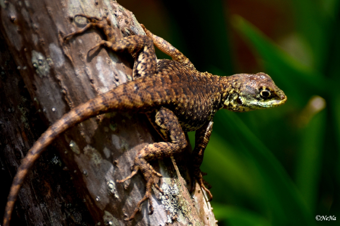 Lizard
