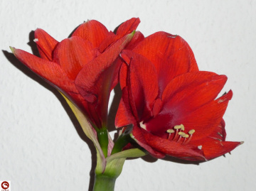 Amaryllis - 2 