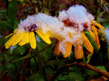 BLUMEN UND SCHNEE