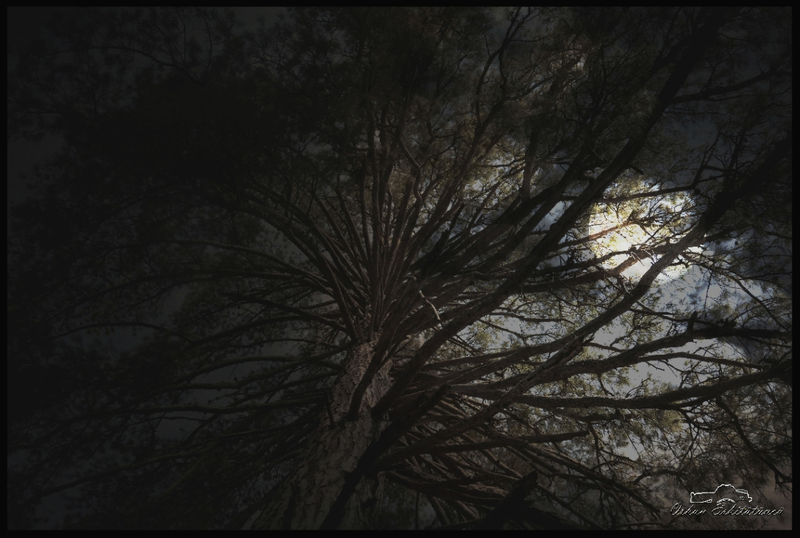 Tree and moon