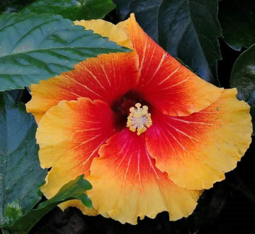 Hibiscus