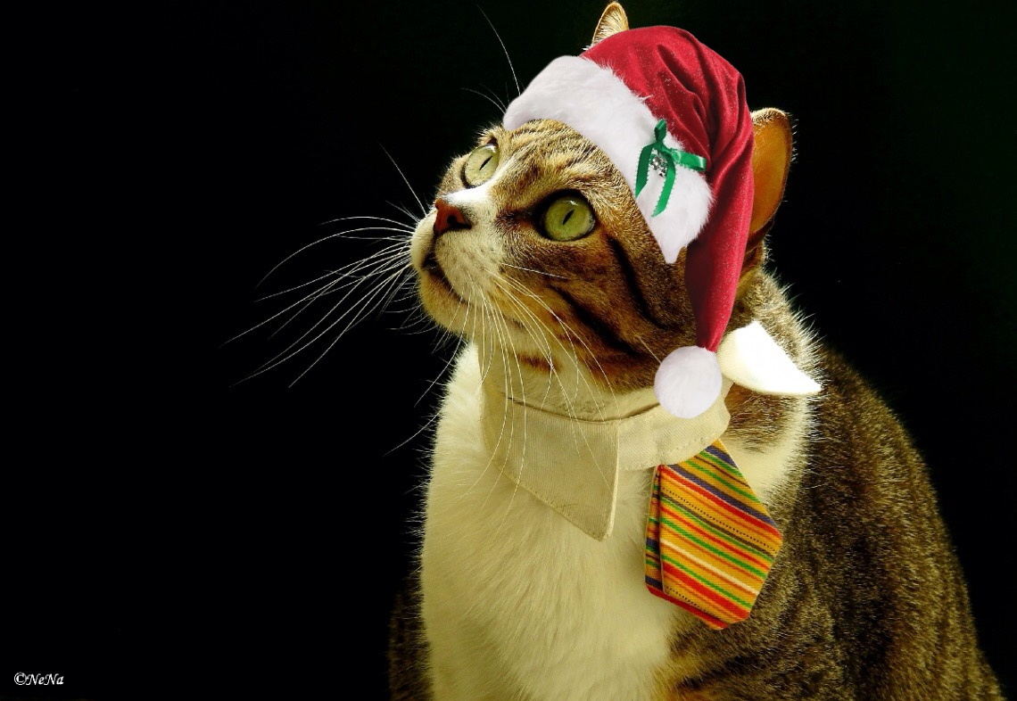 Ho,Ho,Ho!