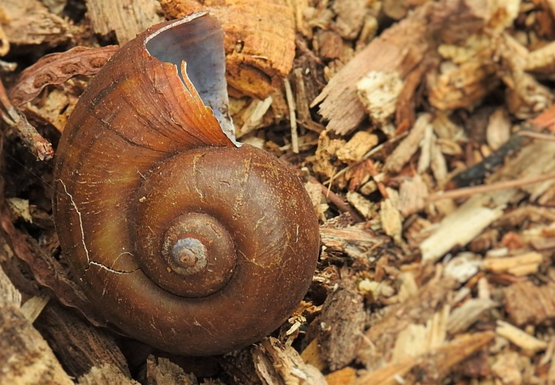 Fibonacci