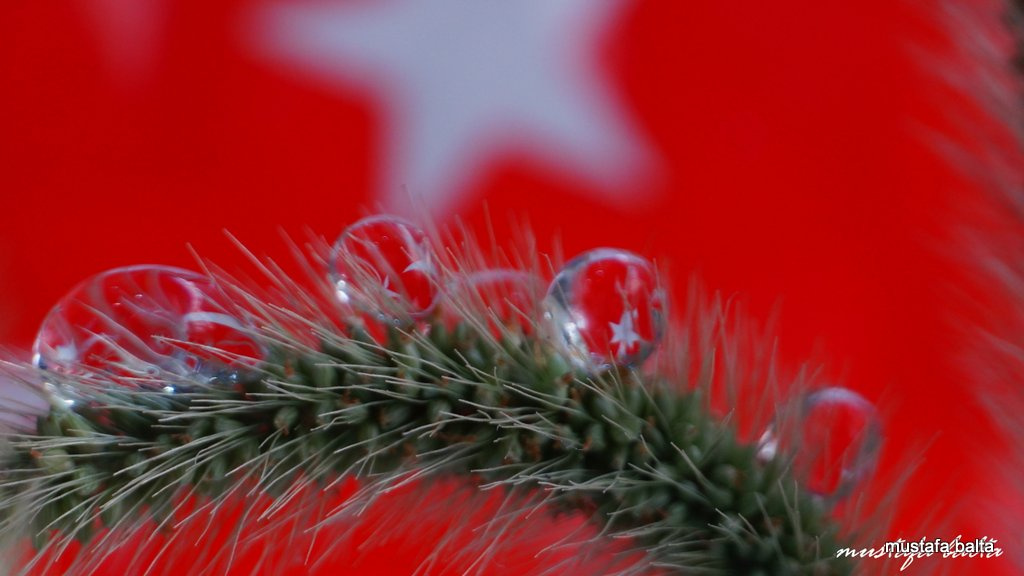 Miniciks Hayatlar  Damlalar içinde Türk Bayrağı 