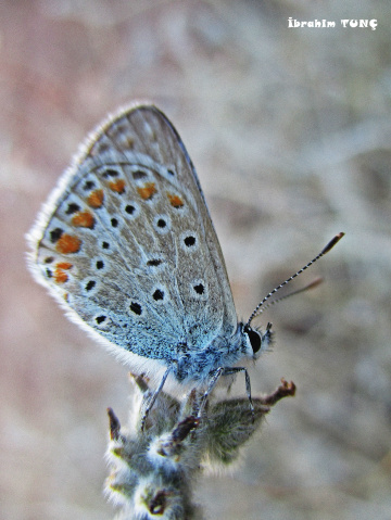 Çokgözlü Esmer (Polyommatus agestis)