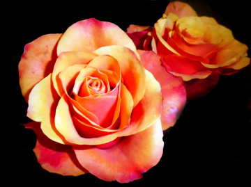 ROSEN 4