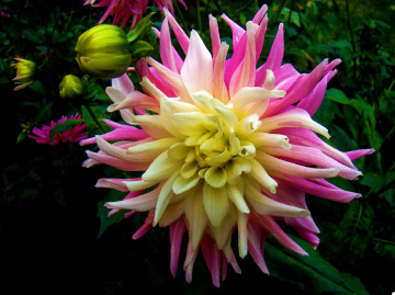 DAHLIEN