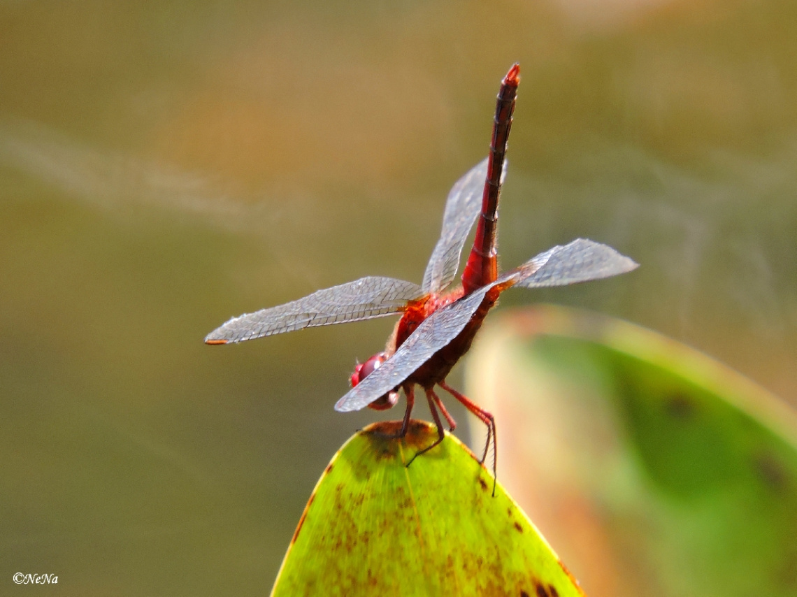 Red Dragonfly