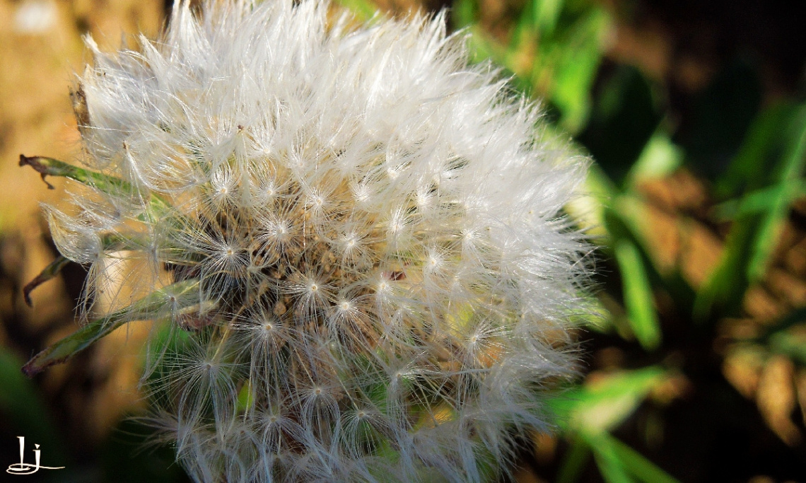 Delicate Beauty......