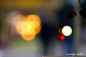 Miniciks Hayatlar  Bokeh 