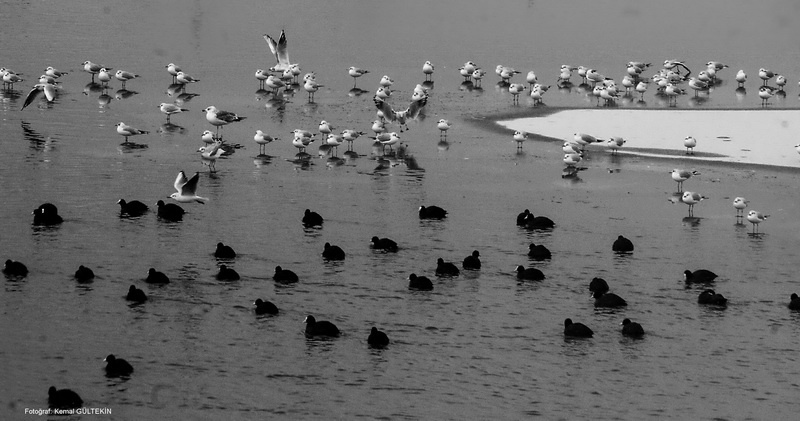 black-white