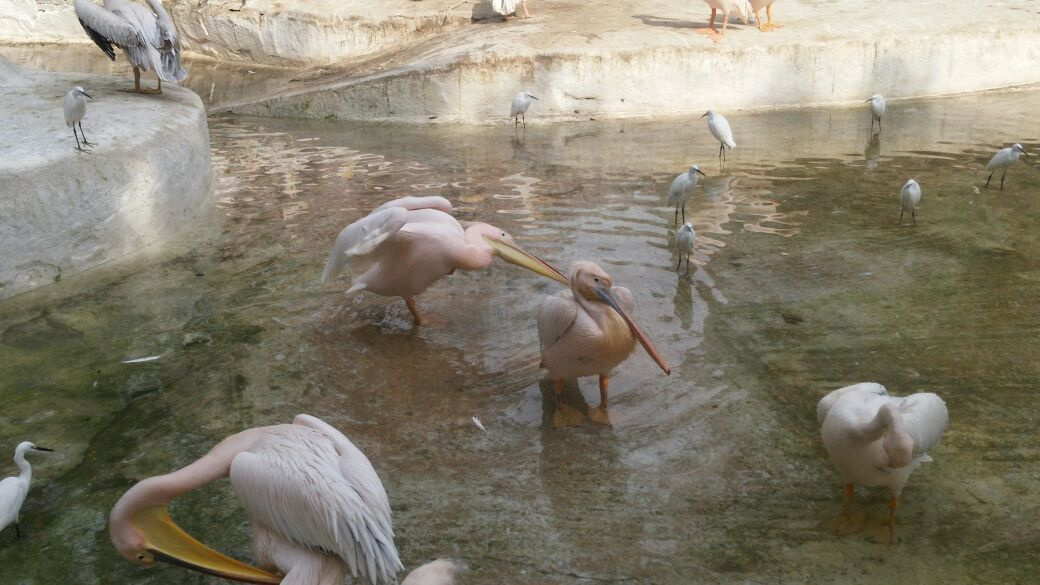 Egypt - In the zoo 