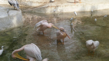 Egypt - In the zoo 