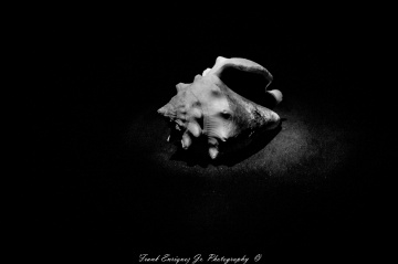 Sea Shell