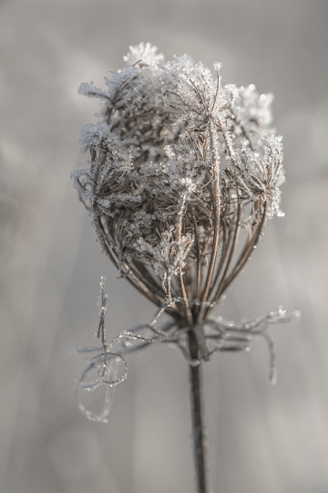Frozen