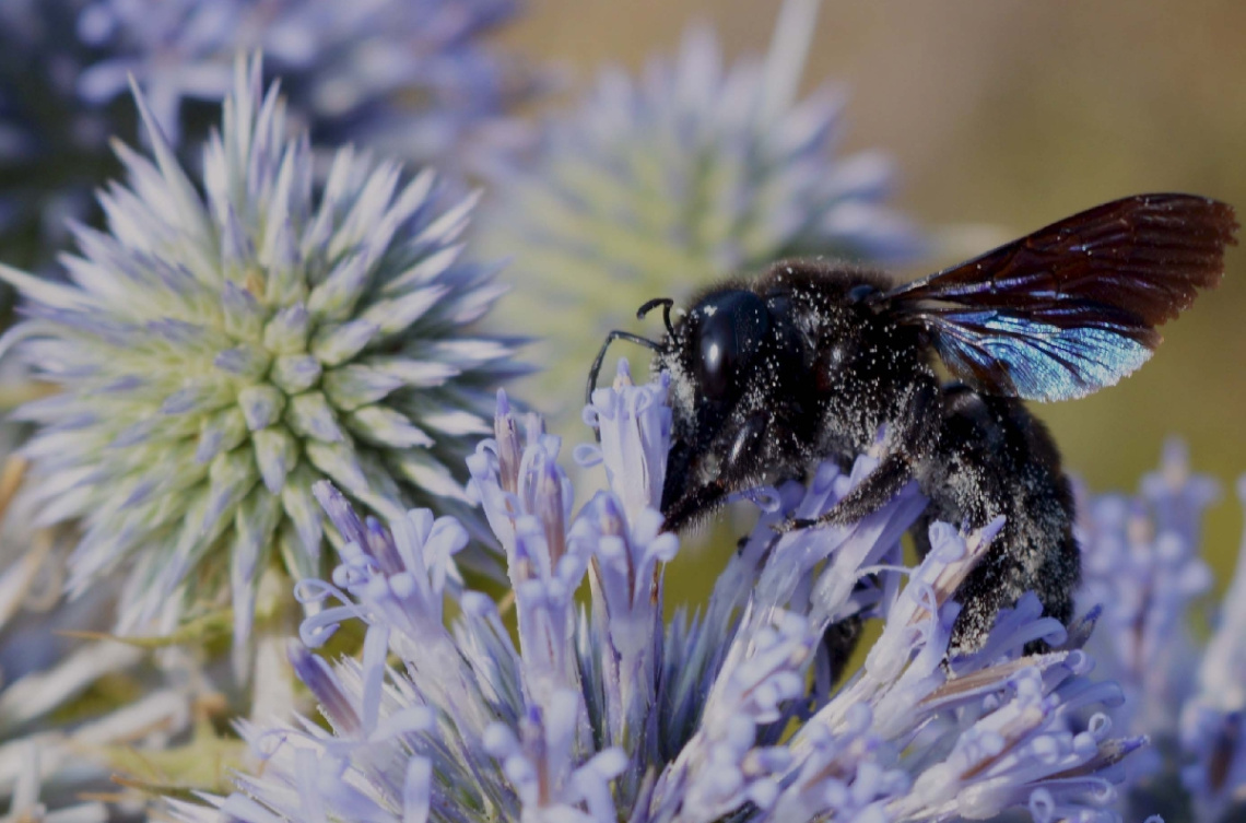black bee