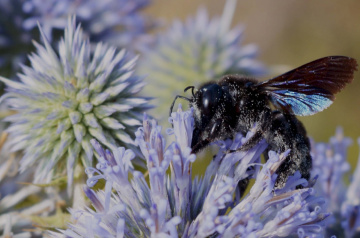 black bee
