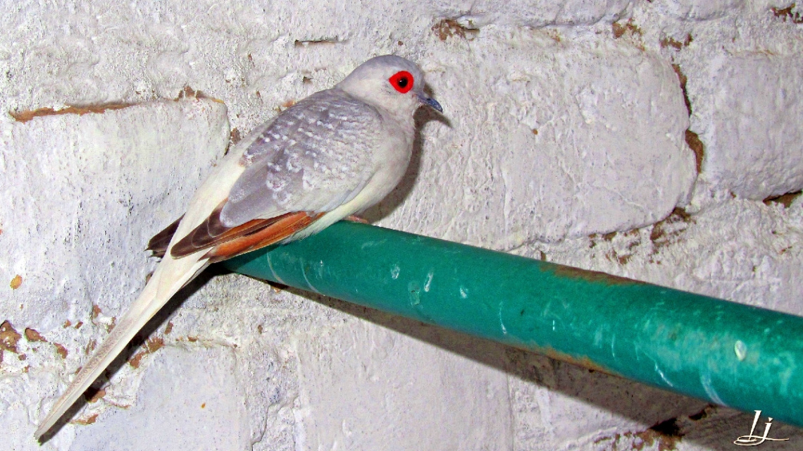 Inside Aviary