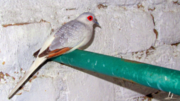 Inside Aviary