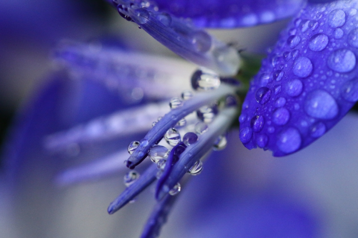 dots…