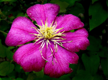BLÜTE /