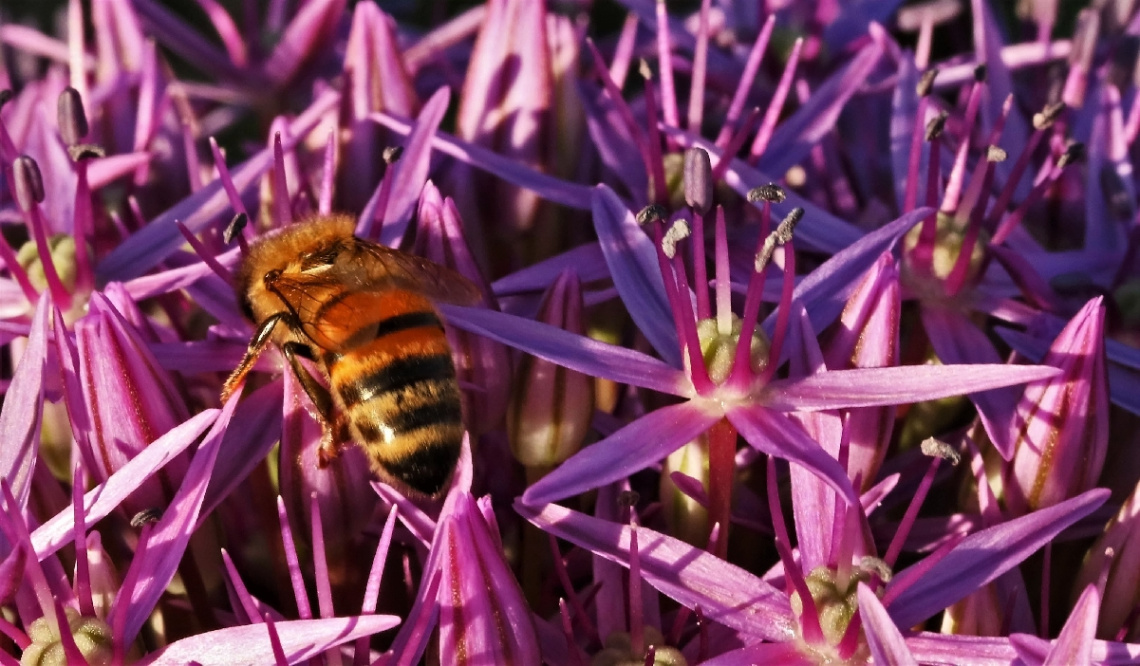 Visit to purple
