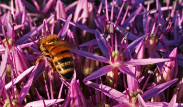 Visit to purple