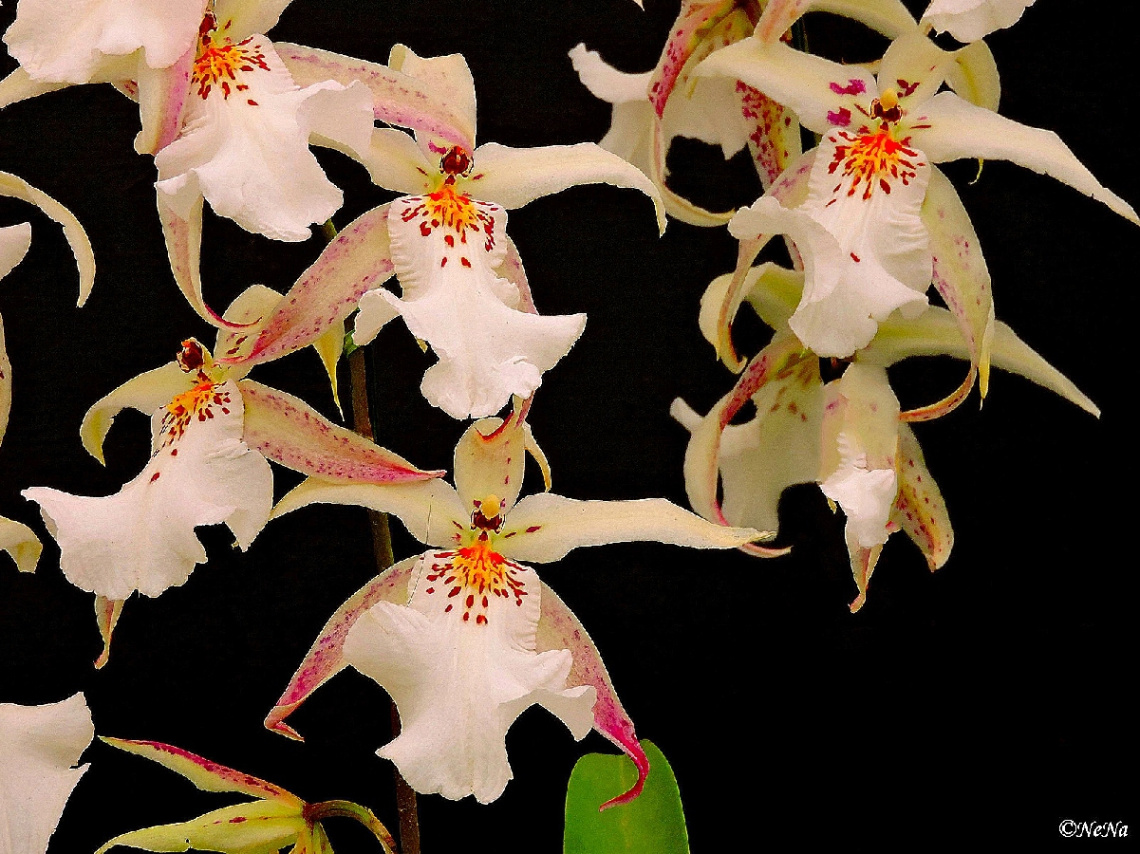 White Orchids
